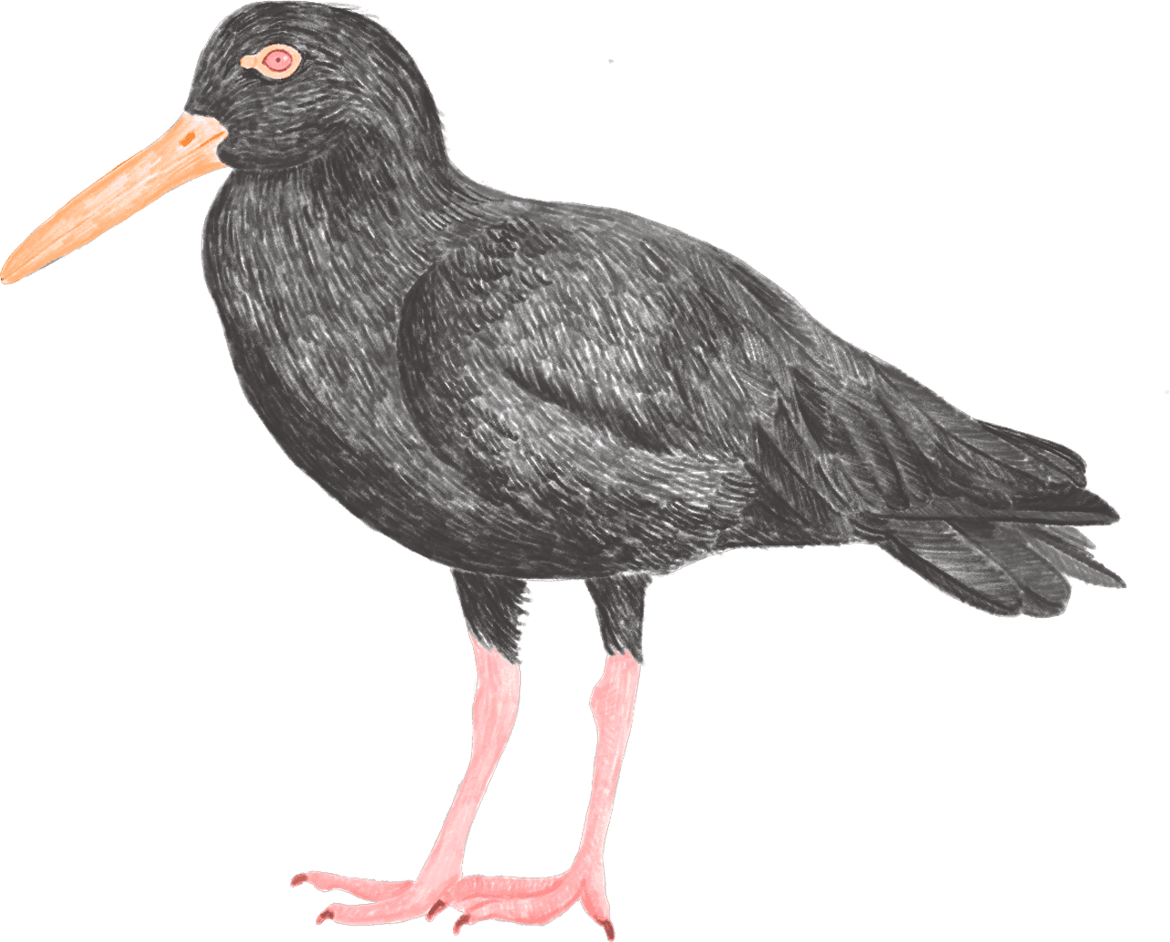 A black oystercatcher