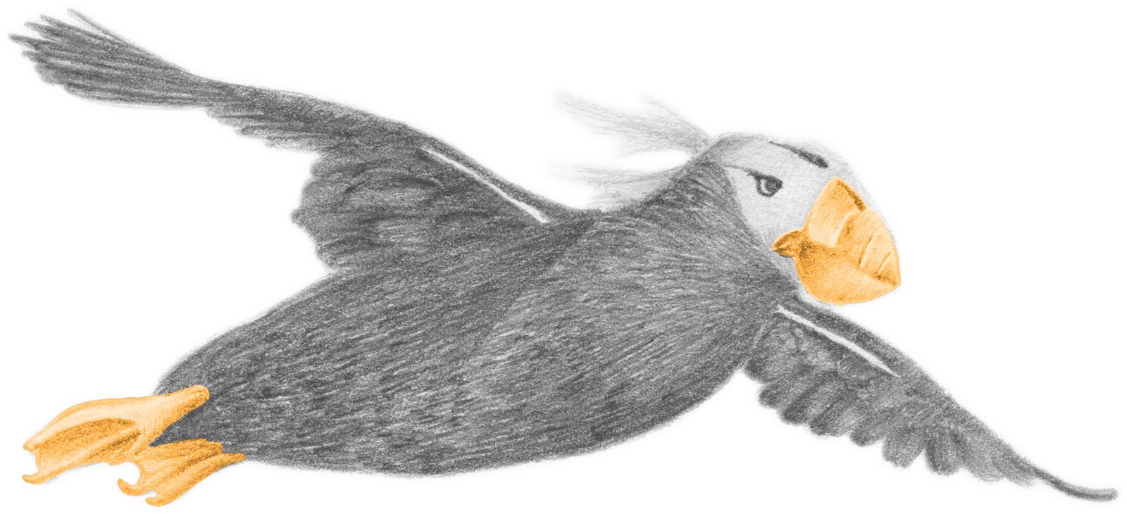 A tufted puffin in flight