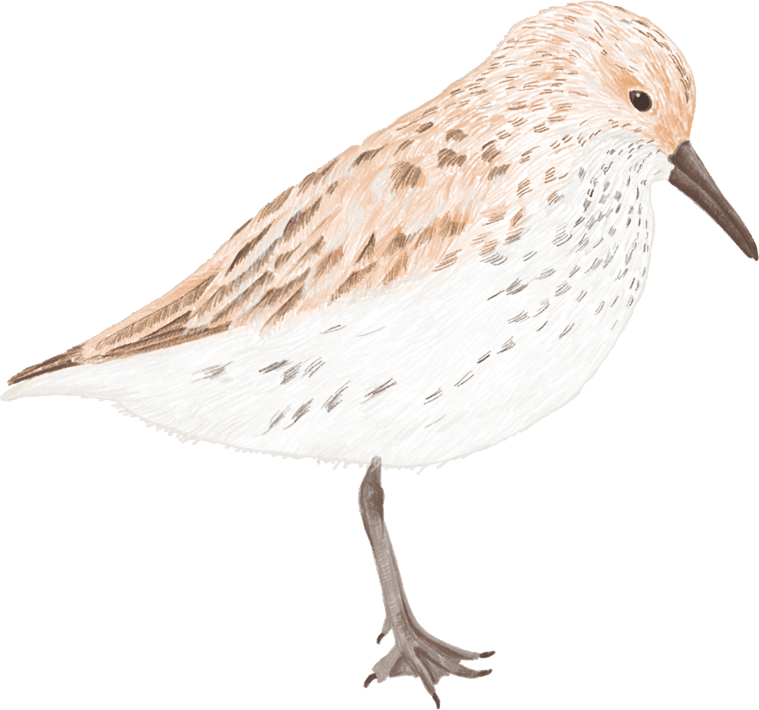 A sandpiper