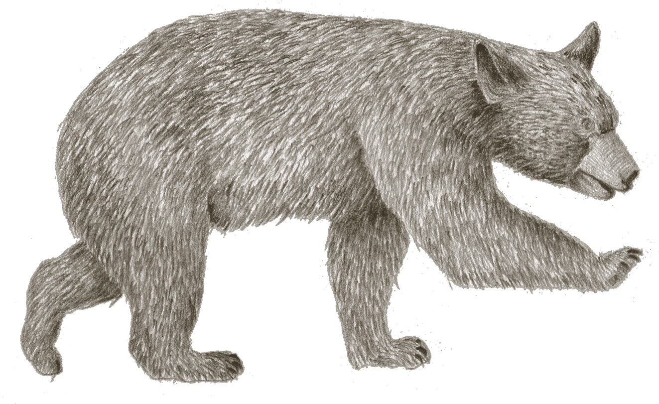 A black bear