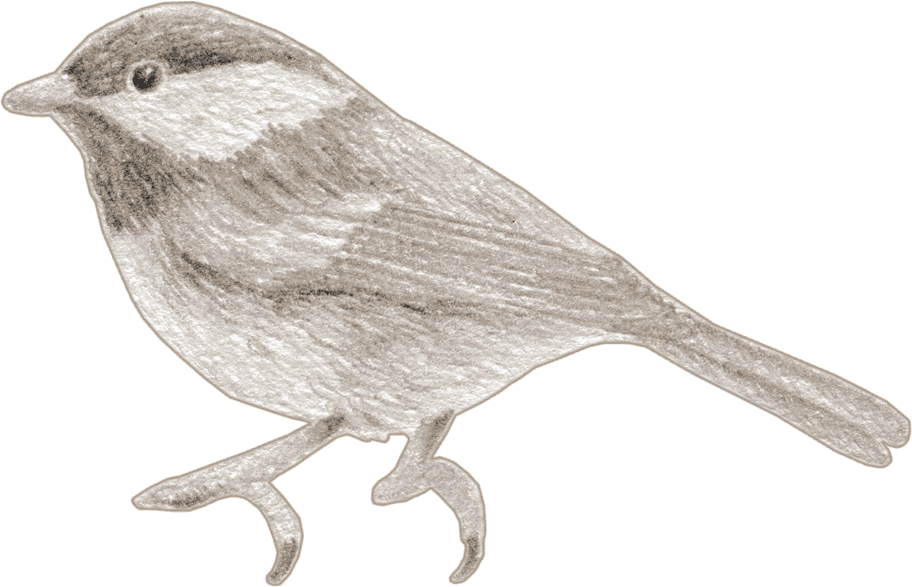 A chickadee