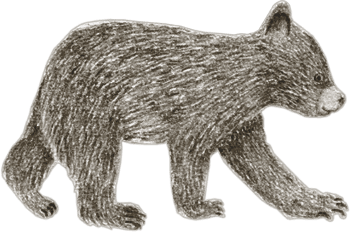 A black bear cub