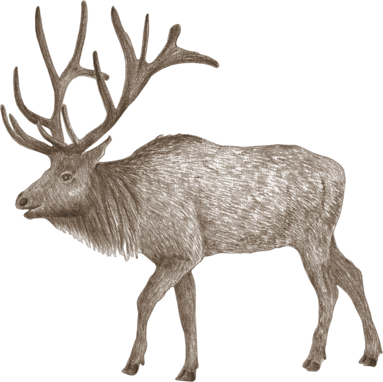A Roosevelt elk