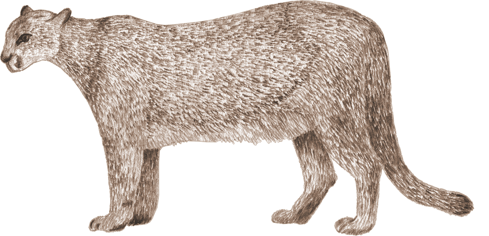 A cougar