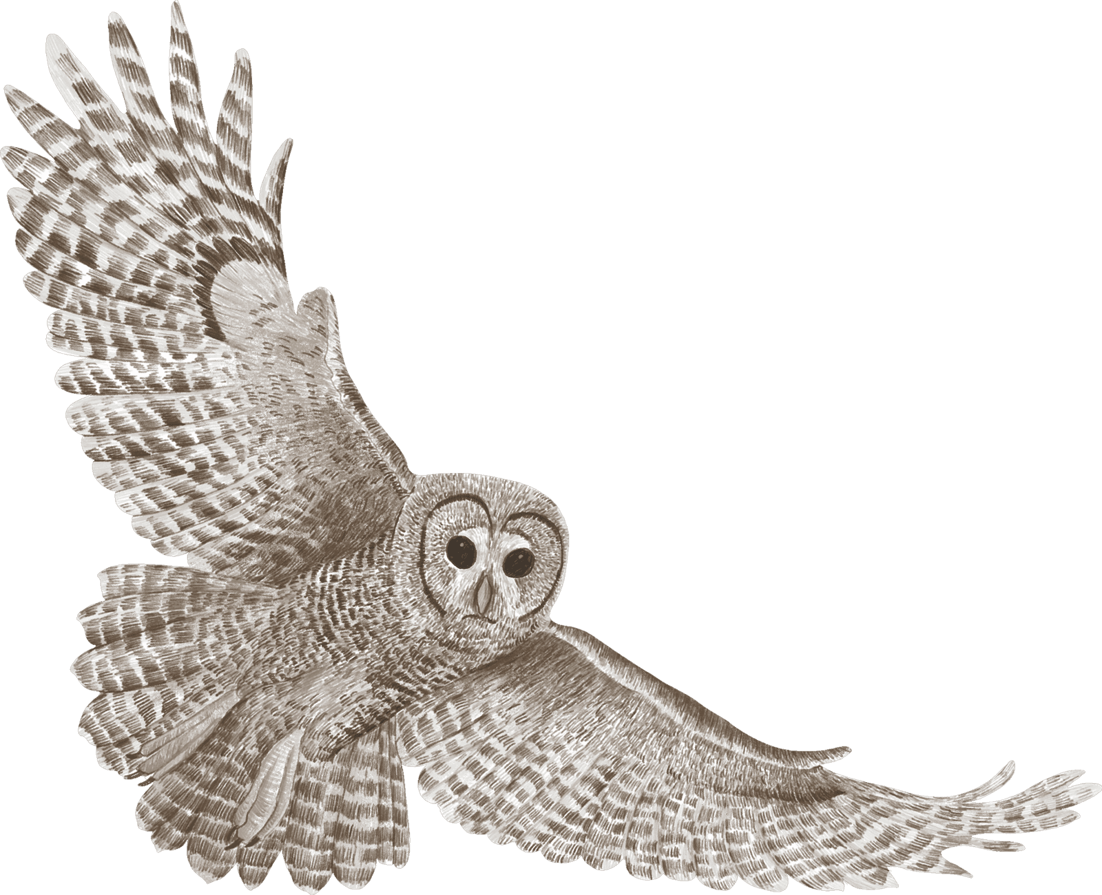 A great gray owl in flight
