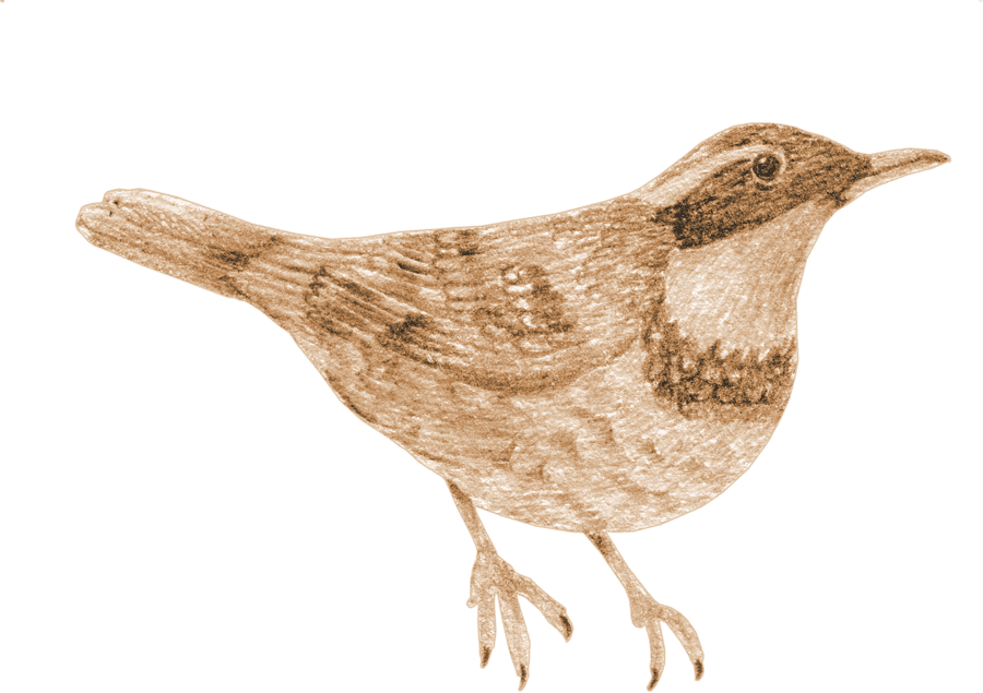 A varied thrush