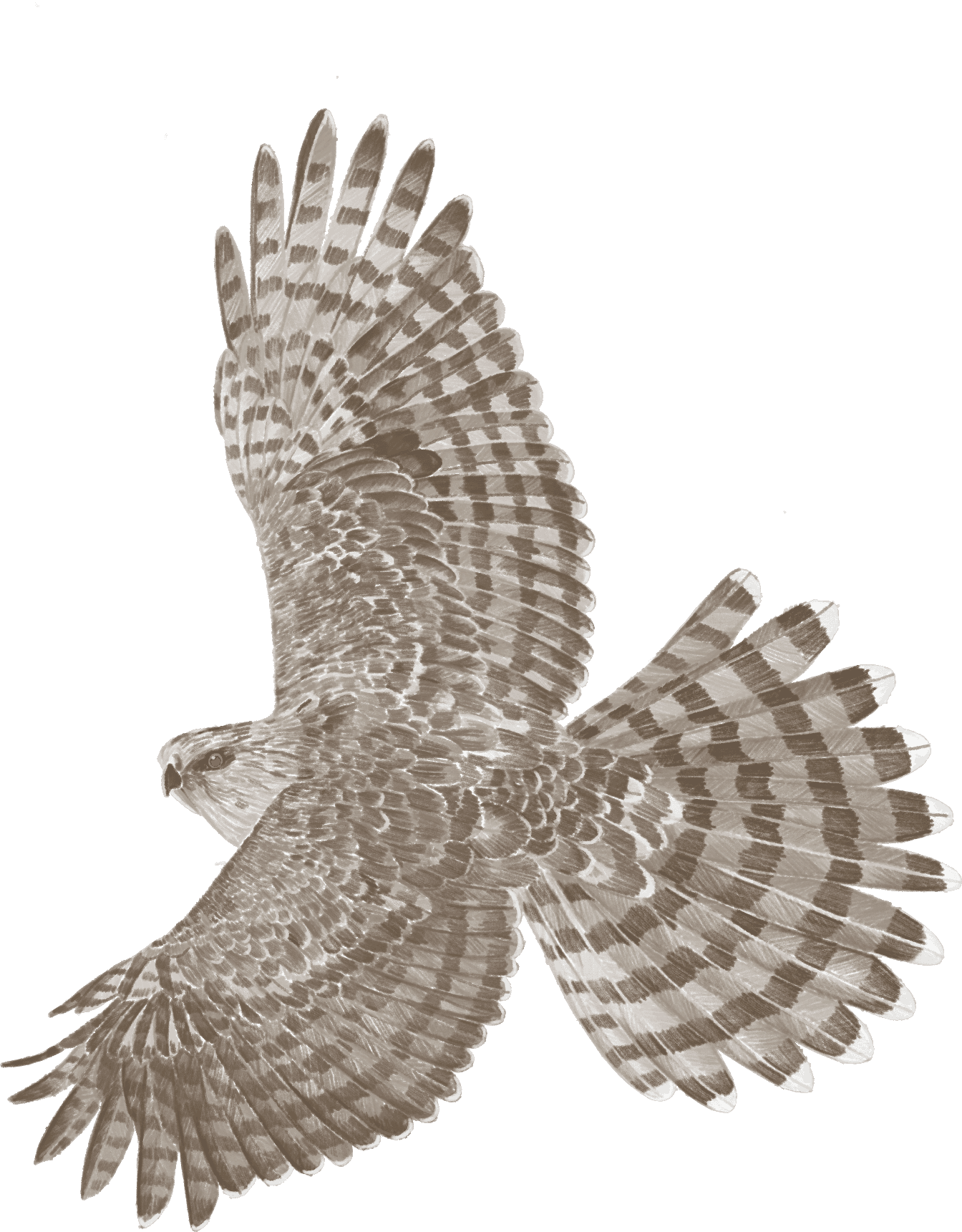 A hawk in flight