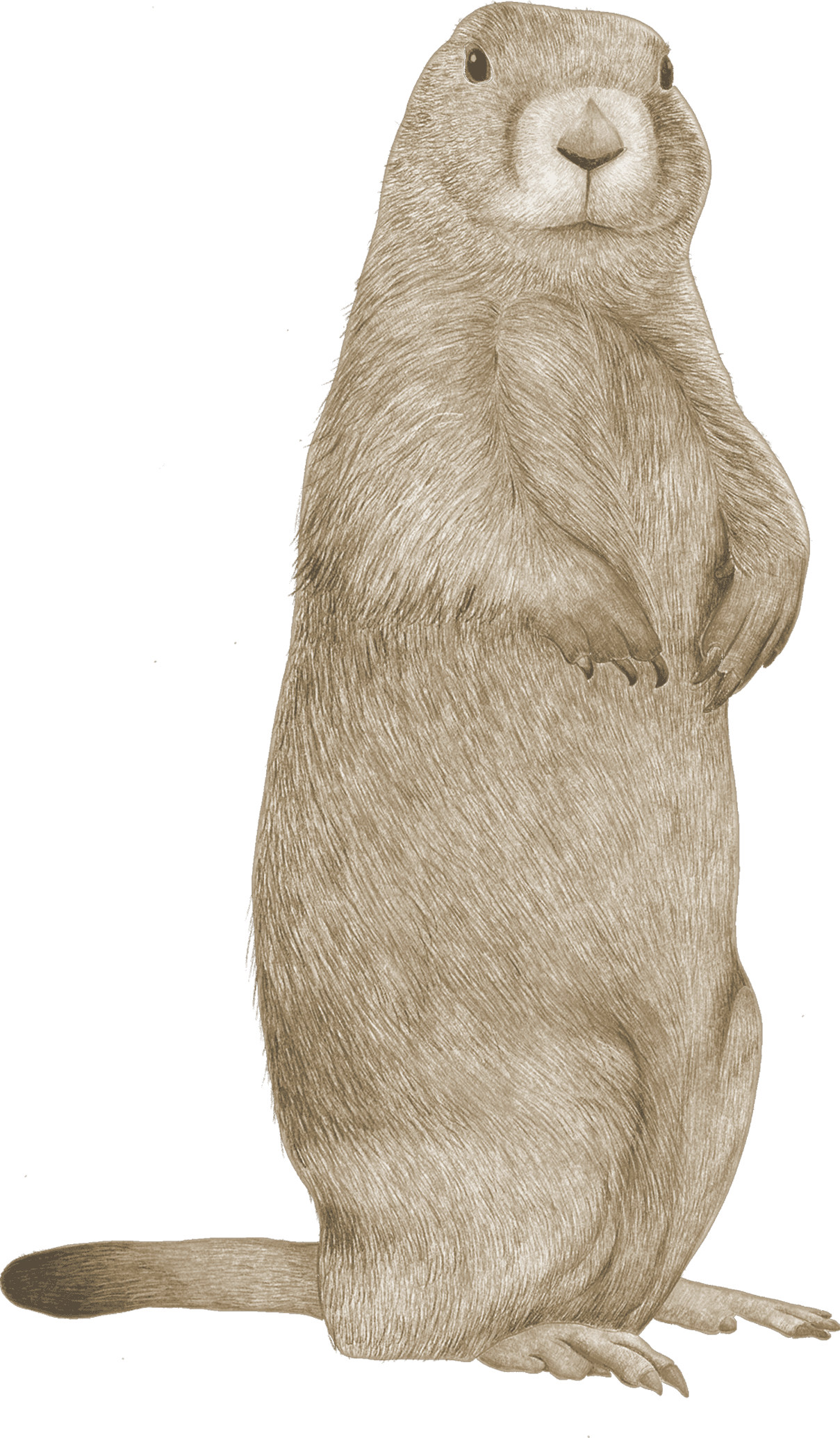 A marmot standing upright