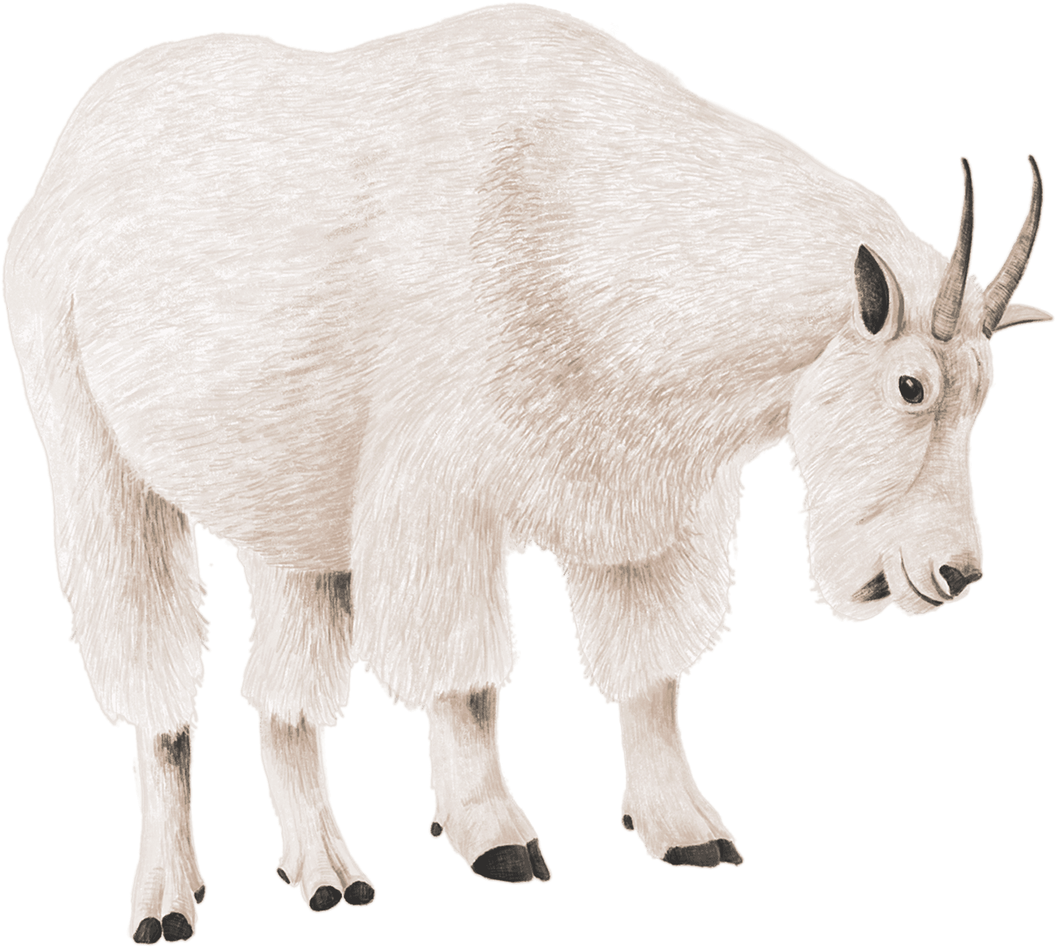 A mountain goat grazing
