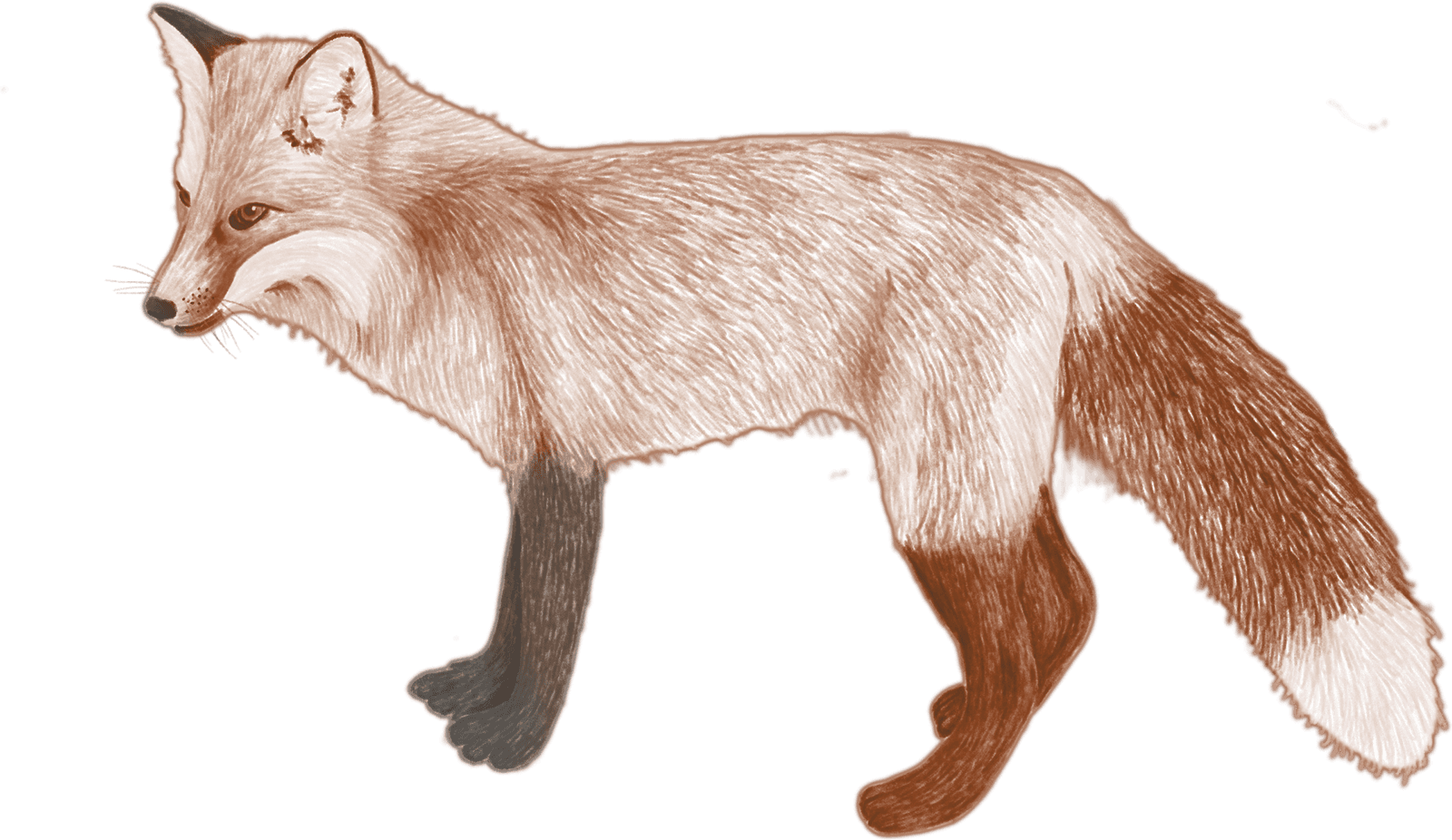 A red fox