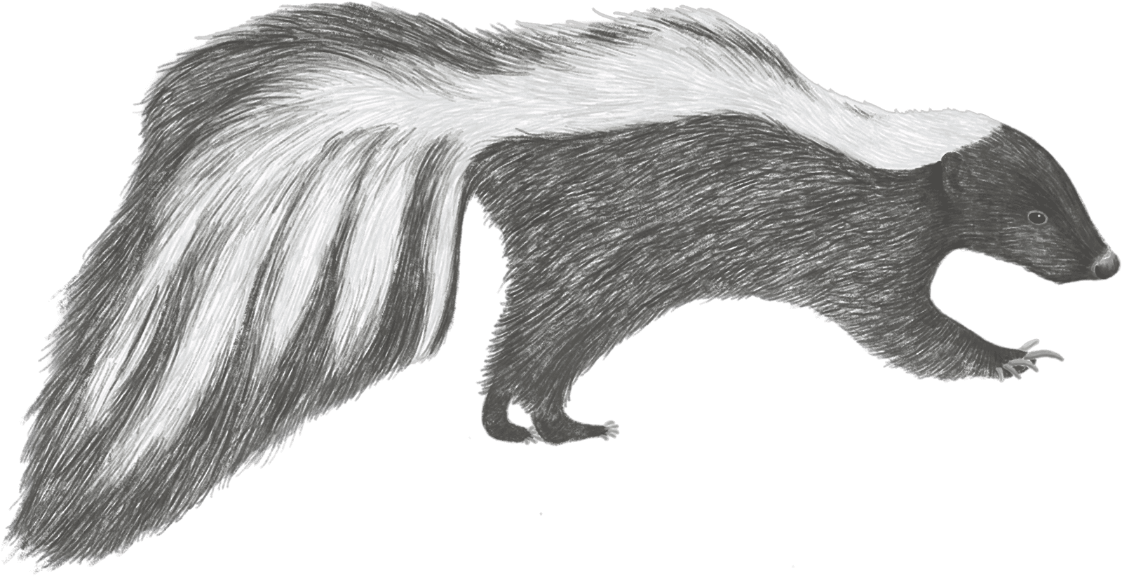 A striped skunk