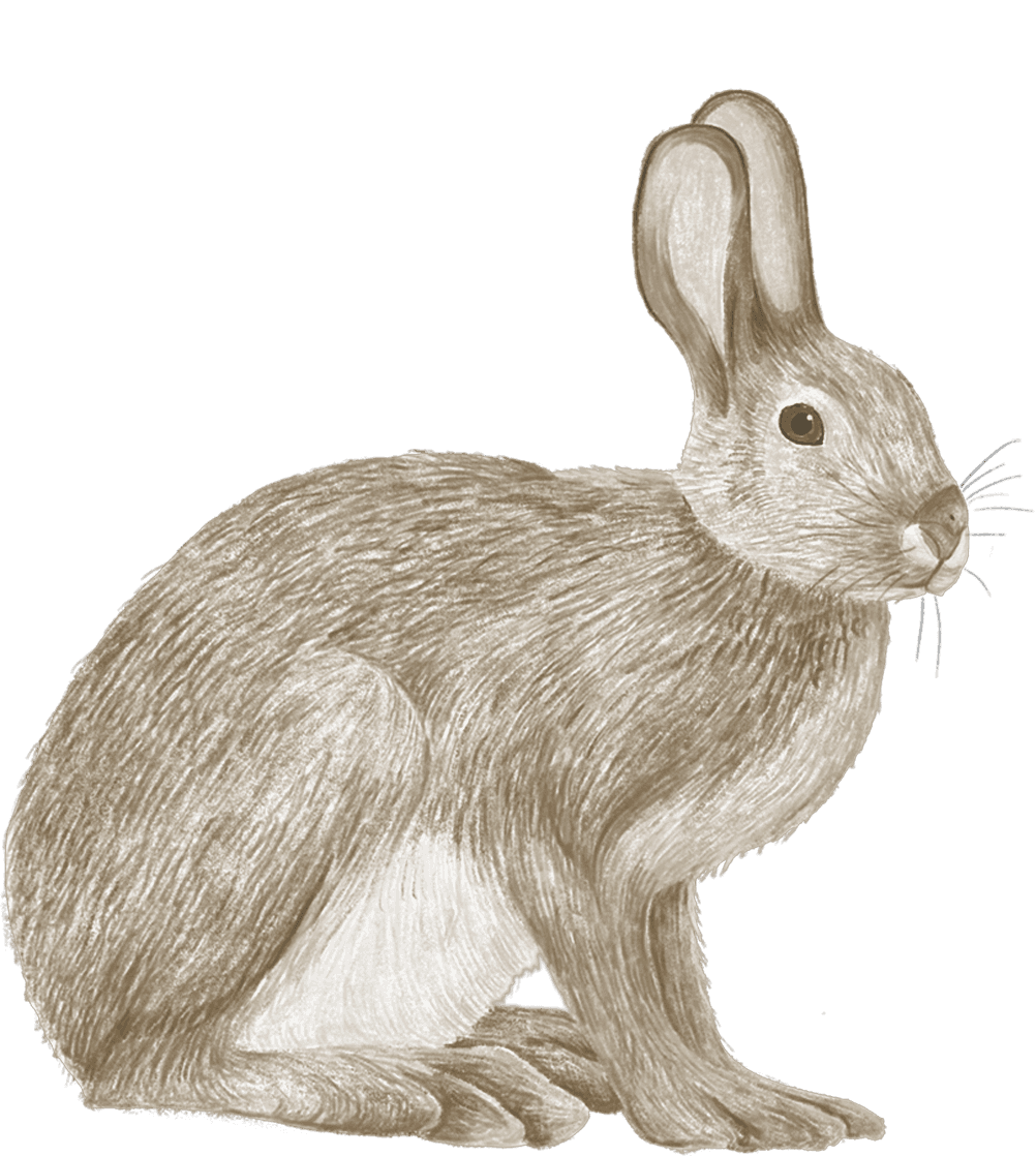 A snowshoe hare among wildflowers