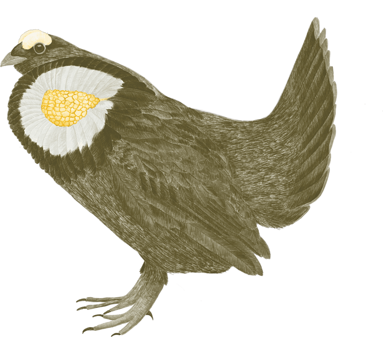 A sooty grouse