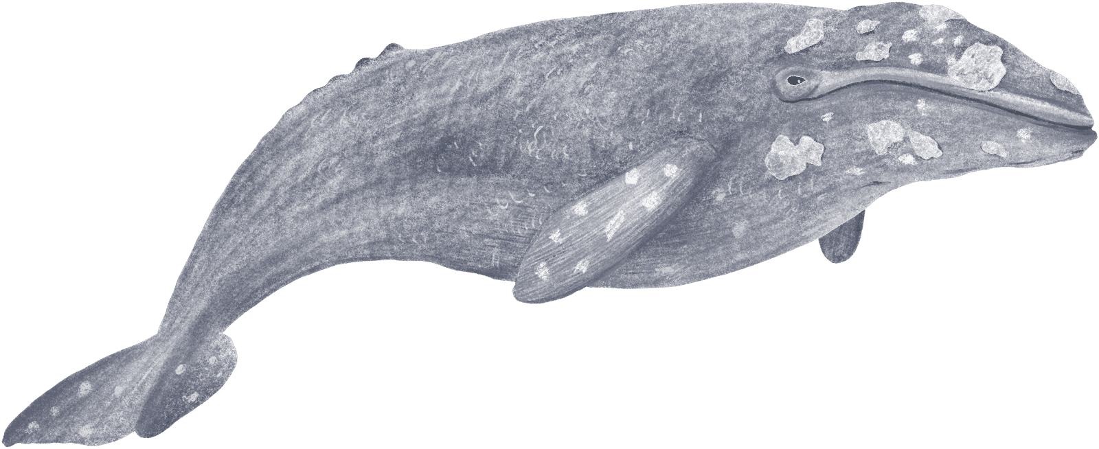 A gray whale