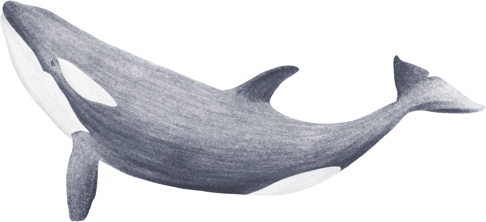 An orca