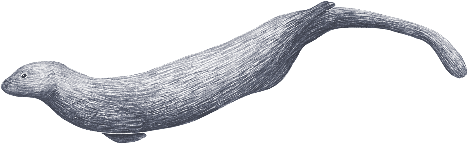 A sea otter