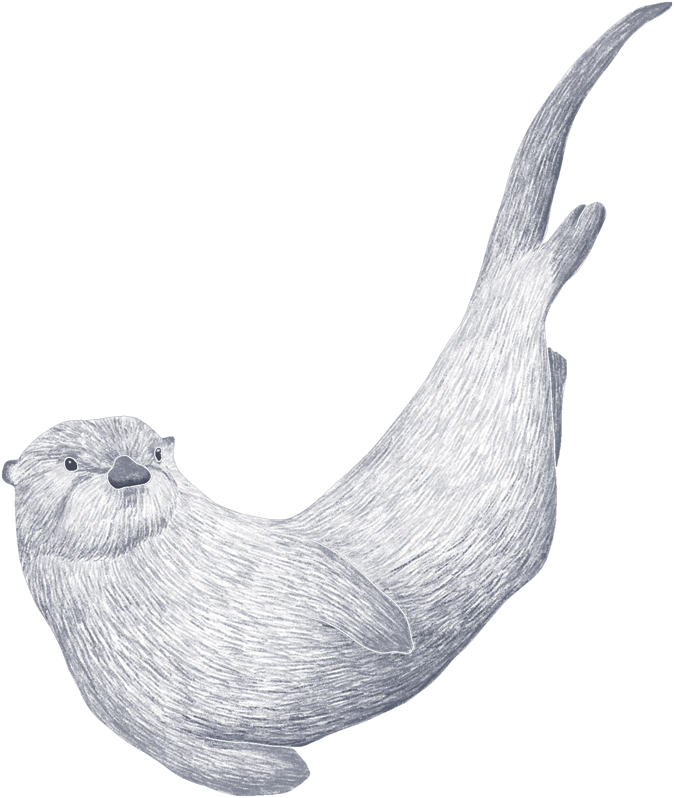 A sea otter floating