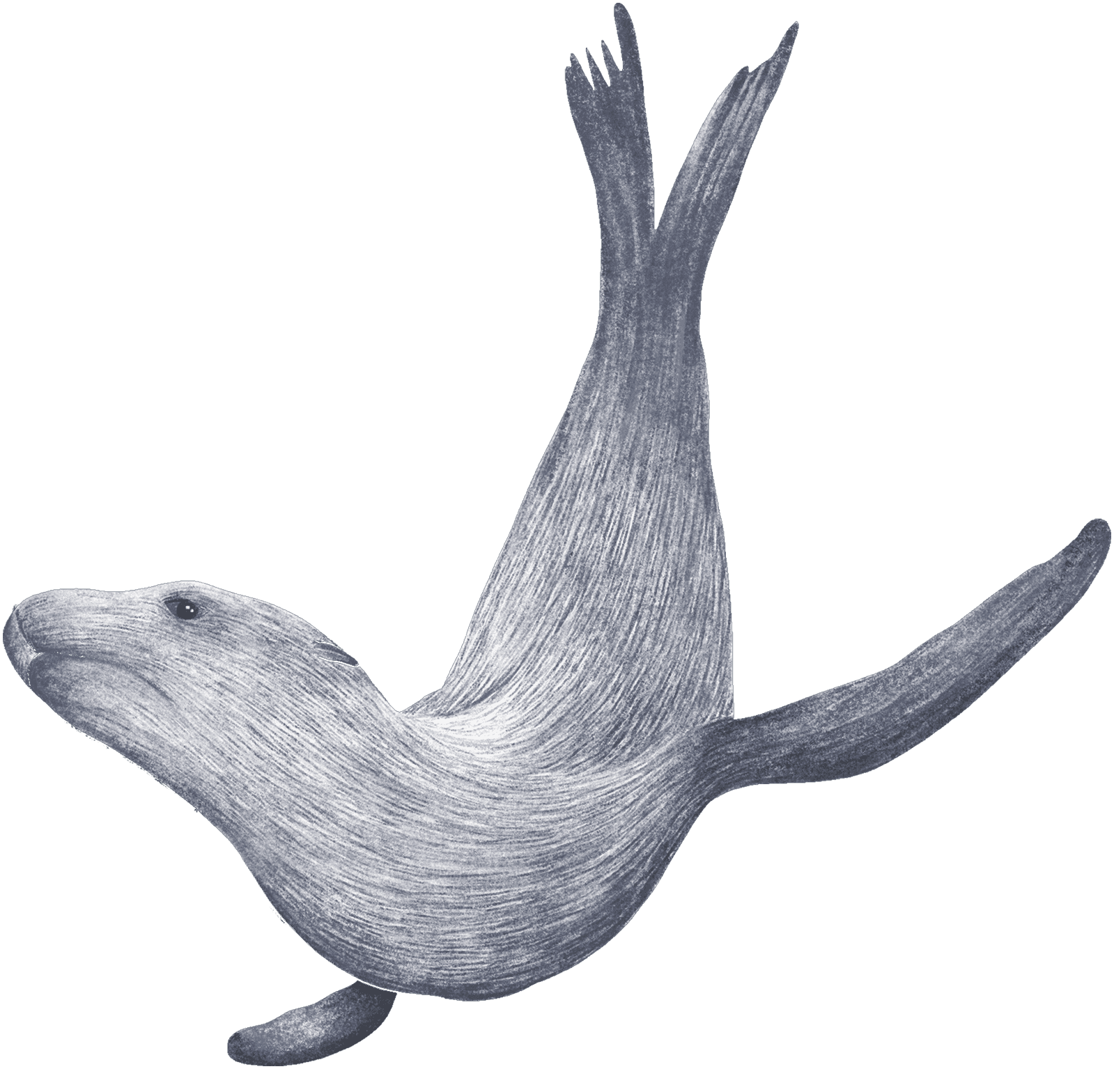 A sea lion