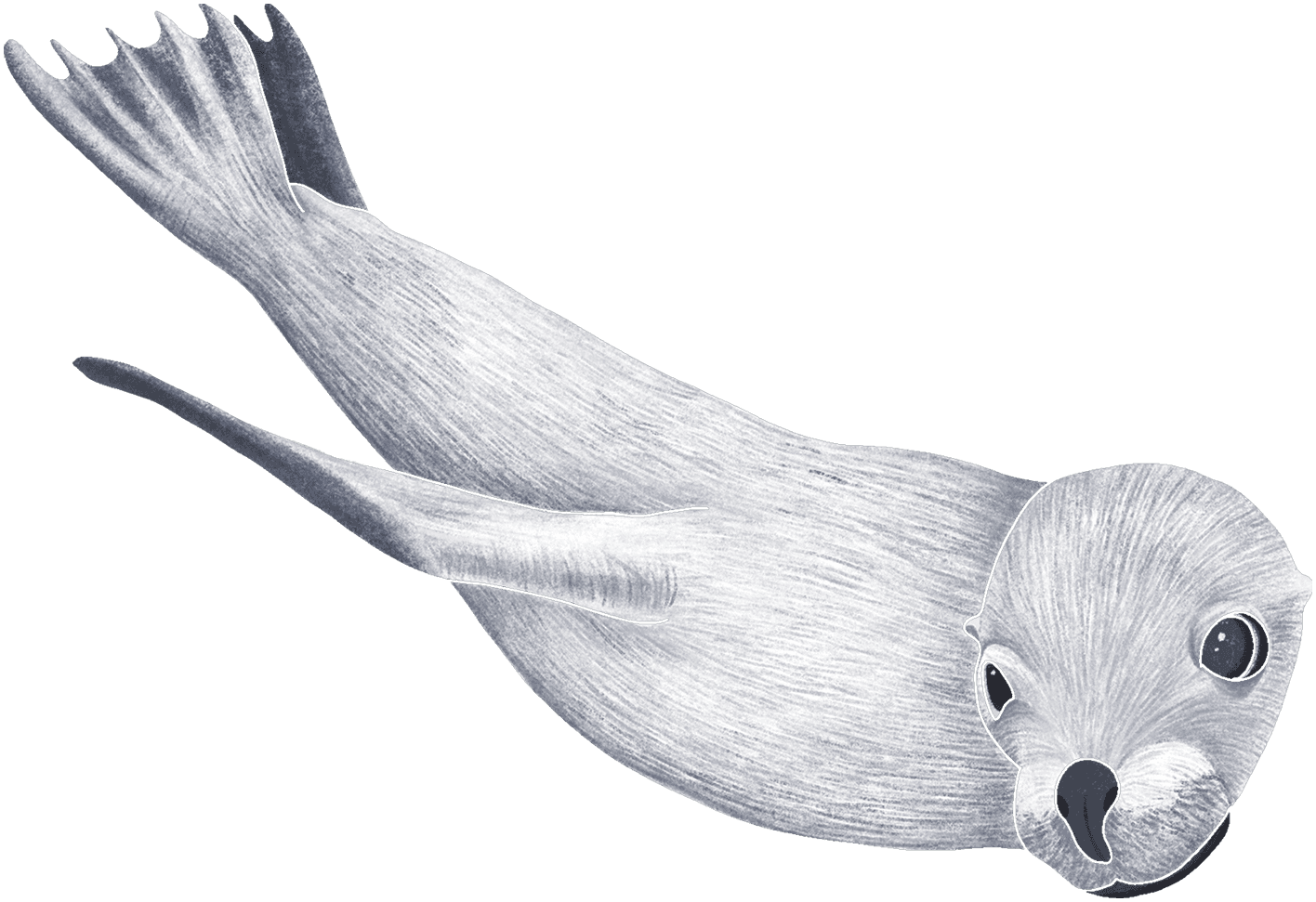 A harbor seal