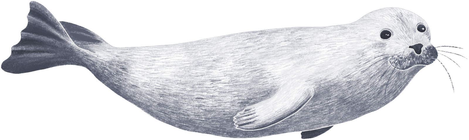 A harbor seal