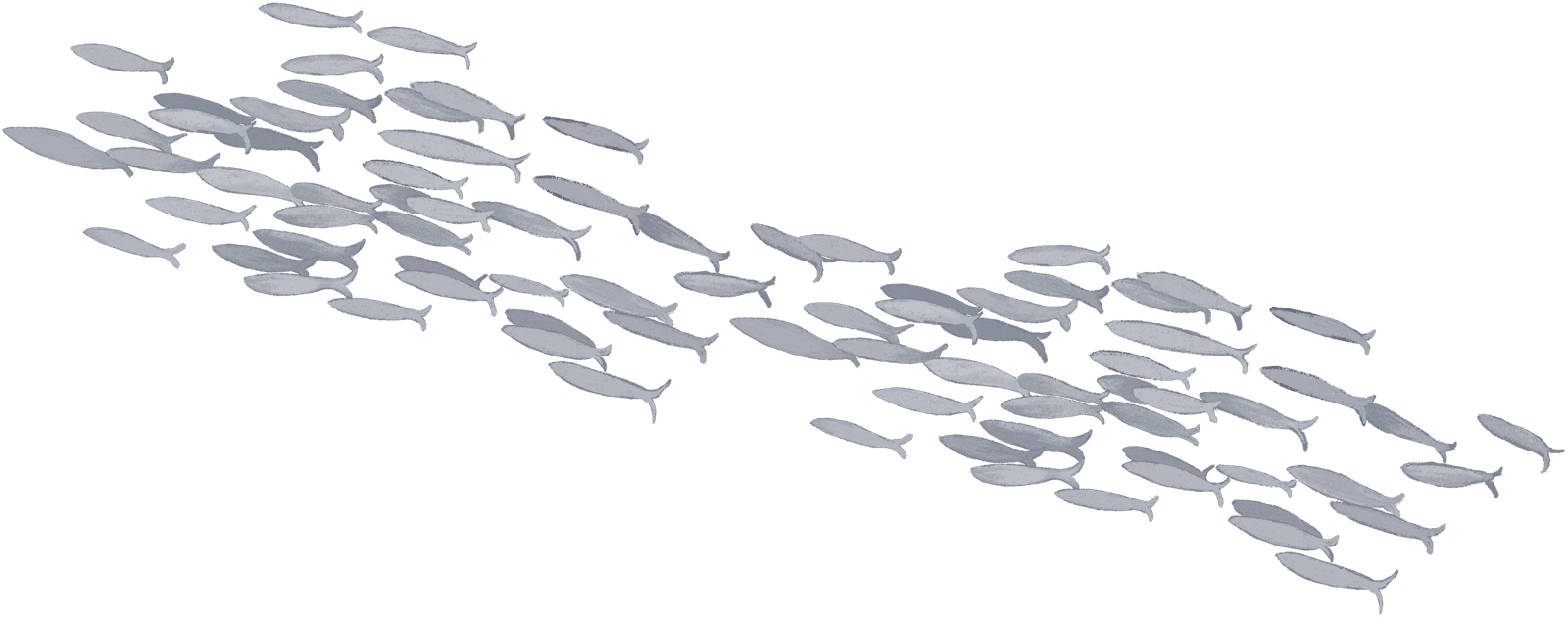 A school of fish