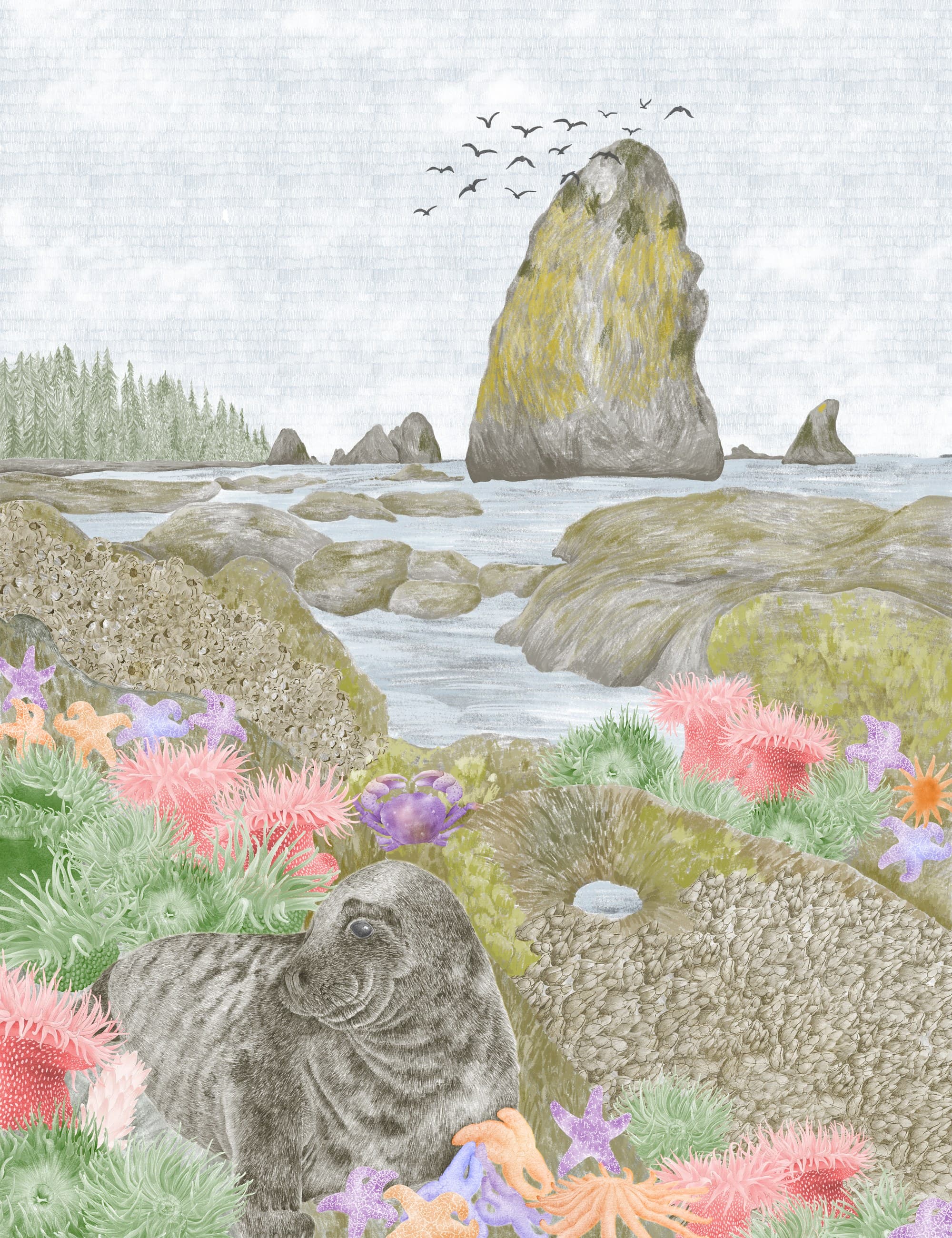 An illustrated rocky coastline scene with tide pools, sea stars, and anemones
