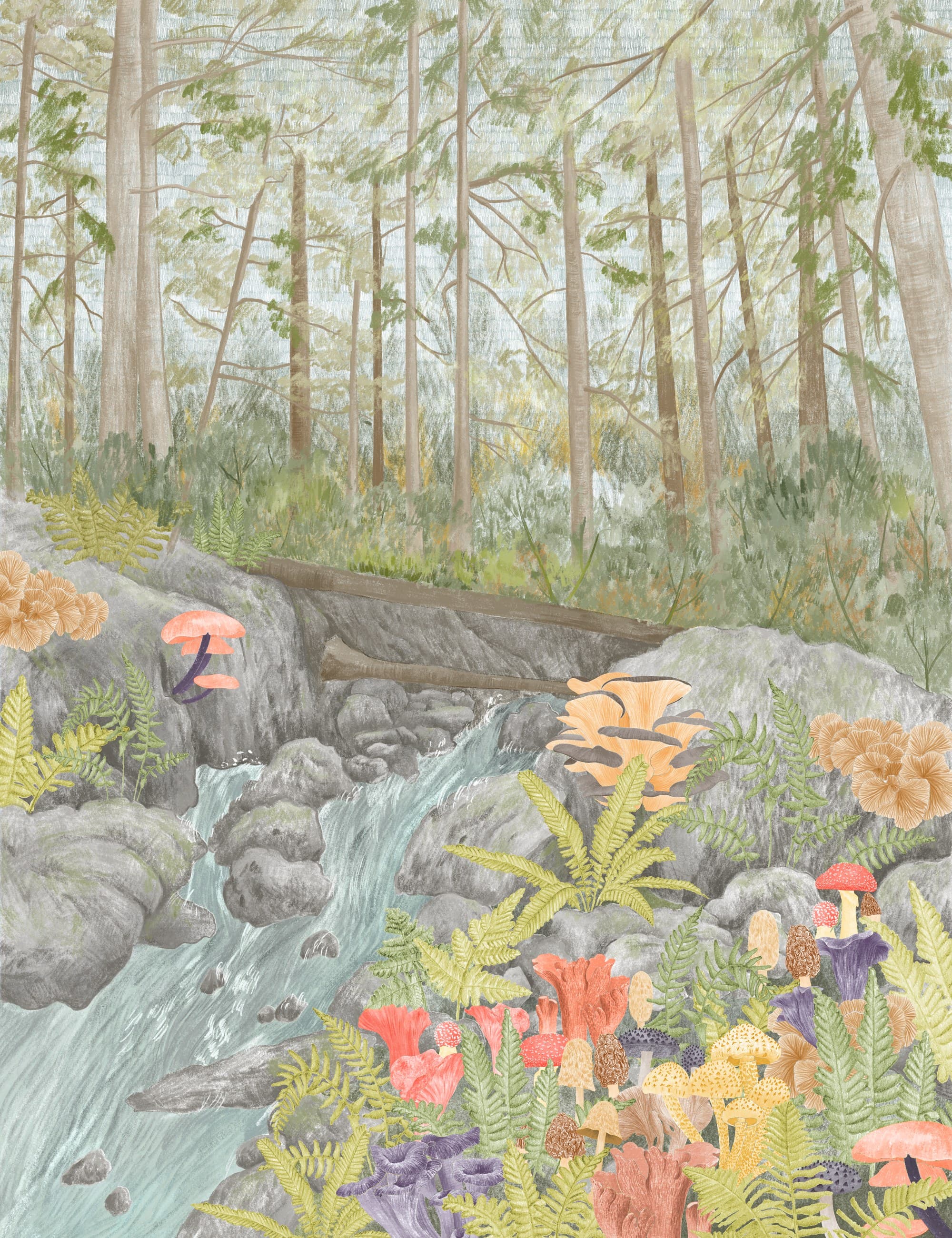 An illustrated old-growth forest scene with ferns, mushrooms, and a stream