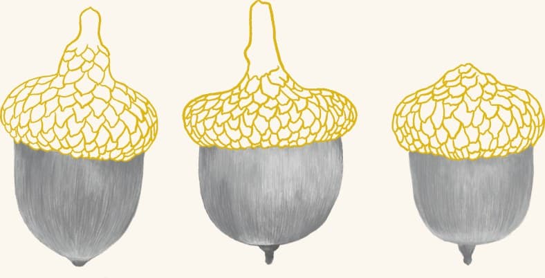 A cluster of three ripe acorns in their caps