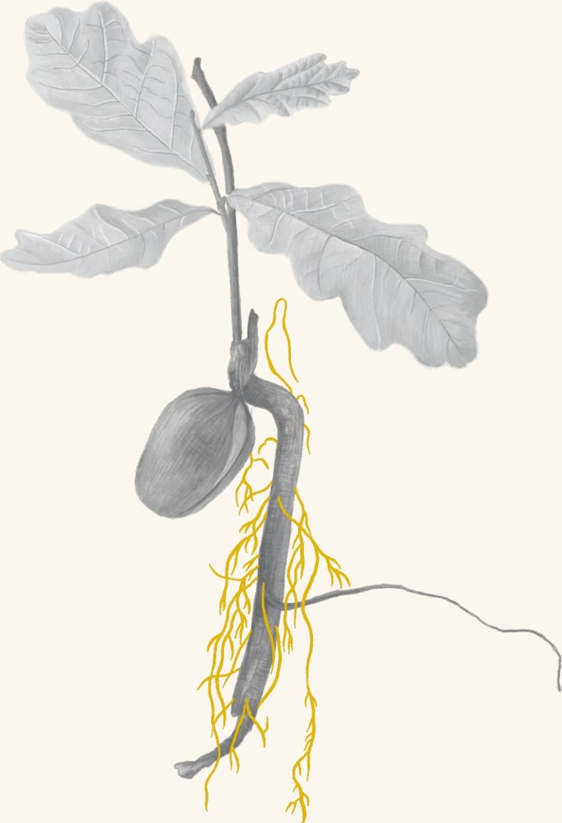 An acorn sprouting into an oak seedling with a long taproot
