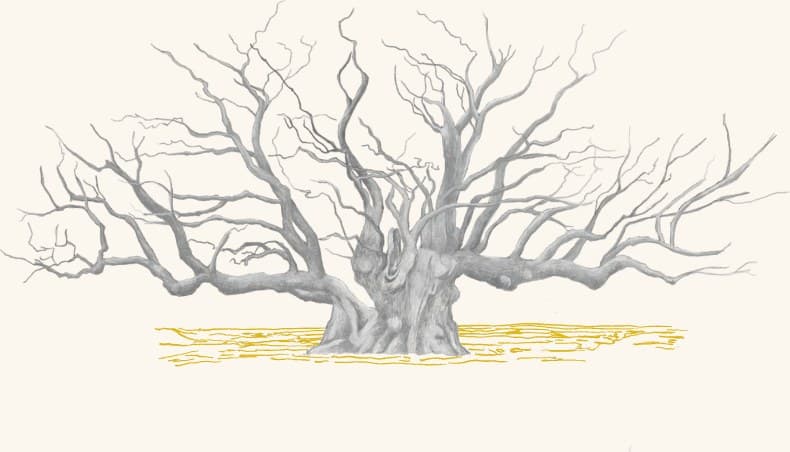 A bare, ancient oak tree in winter