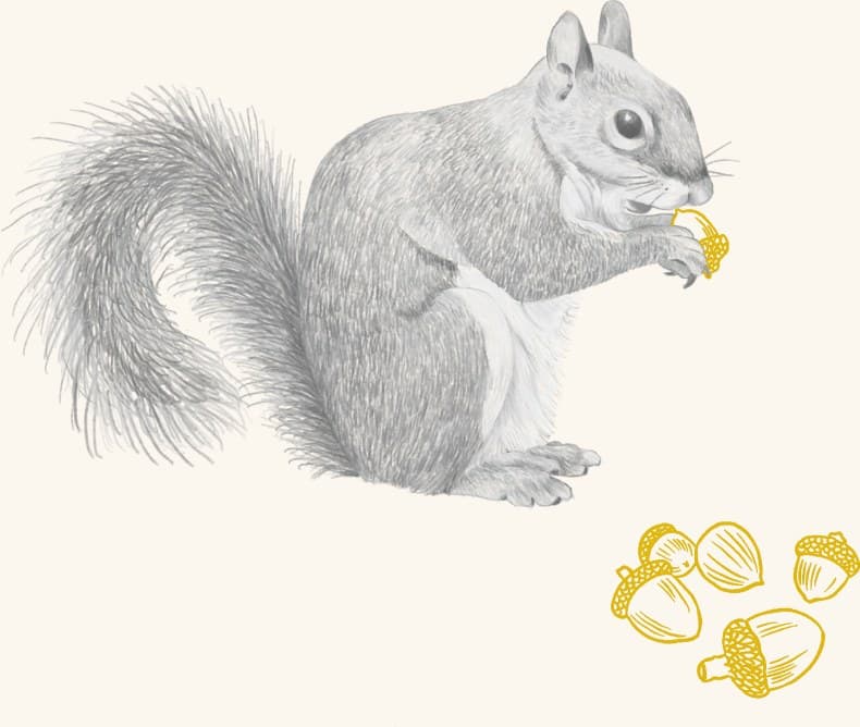 A gray squirrel eating an acorn