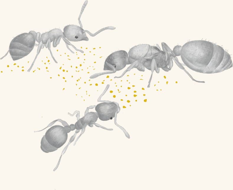 Ants carrying fragments of an acorn