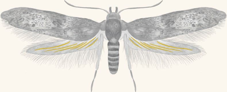 An acorn moth