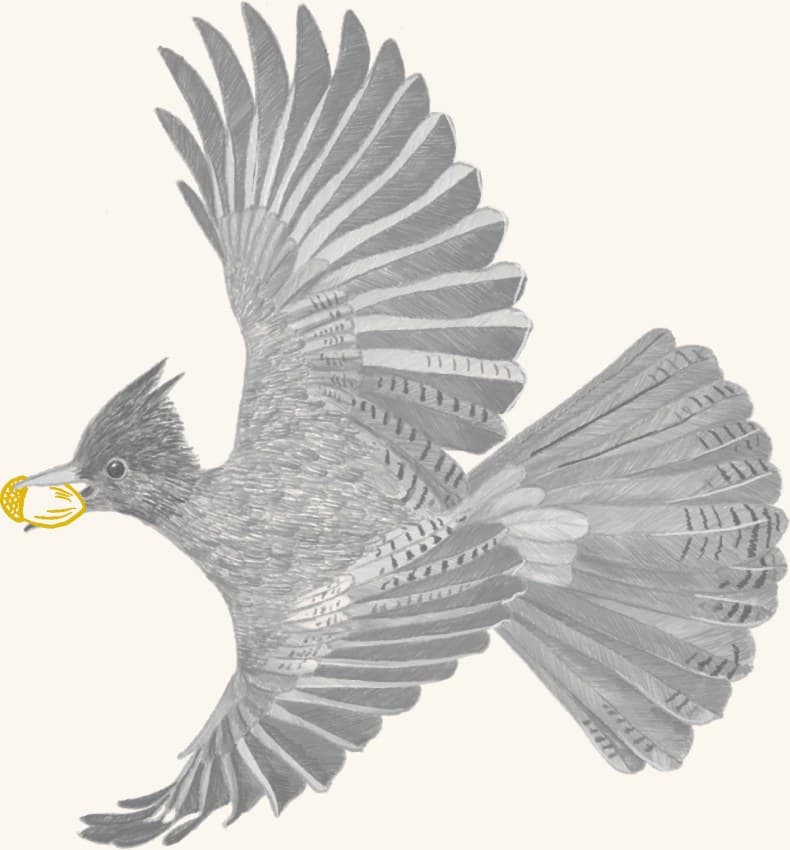 A jay in flight carrying an acorn
