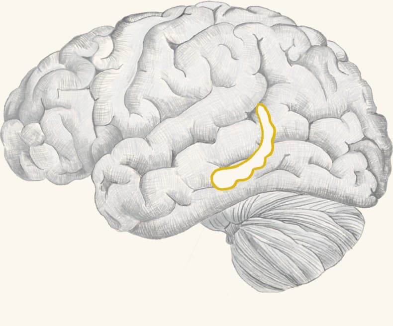 An anatomical illustration of a human brain