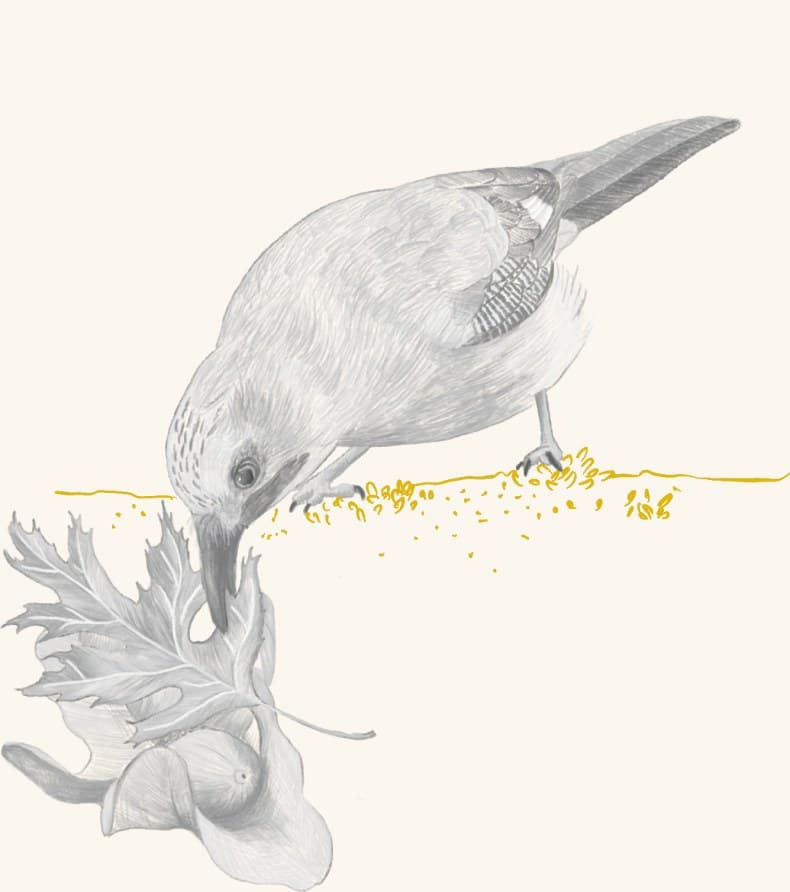 A jay foraging for acorns on the ground