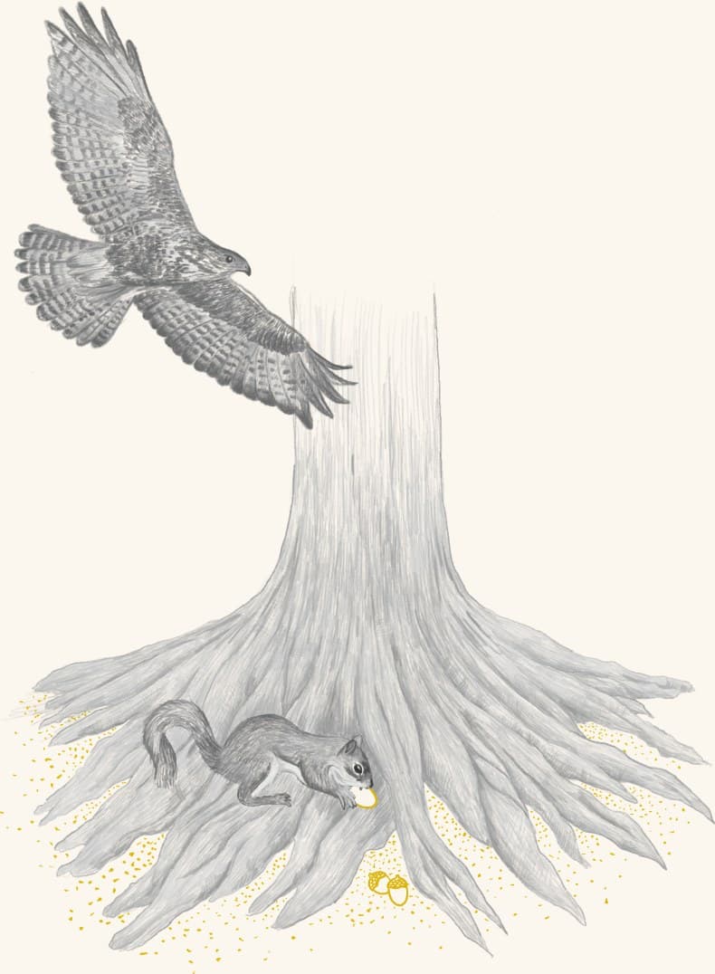 A hawk over an oak's exposed roots