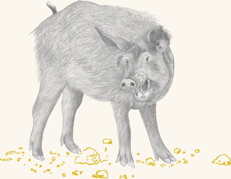 A wild boar foraging for acorns