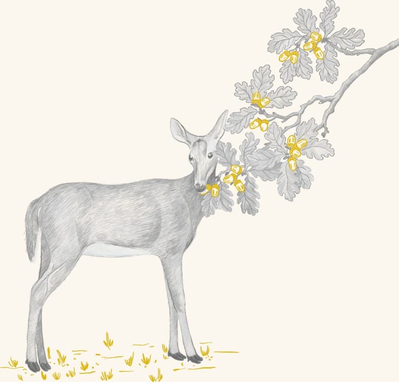 A deer beneath an acorn-laden oak branch