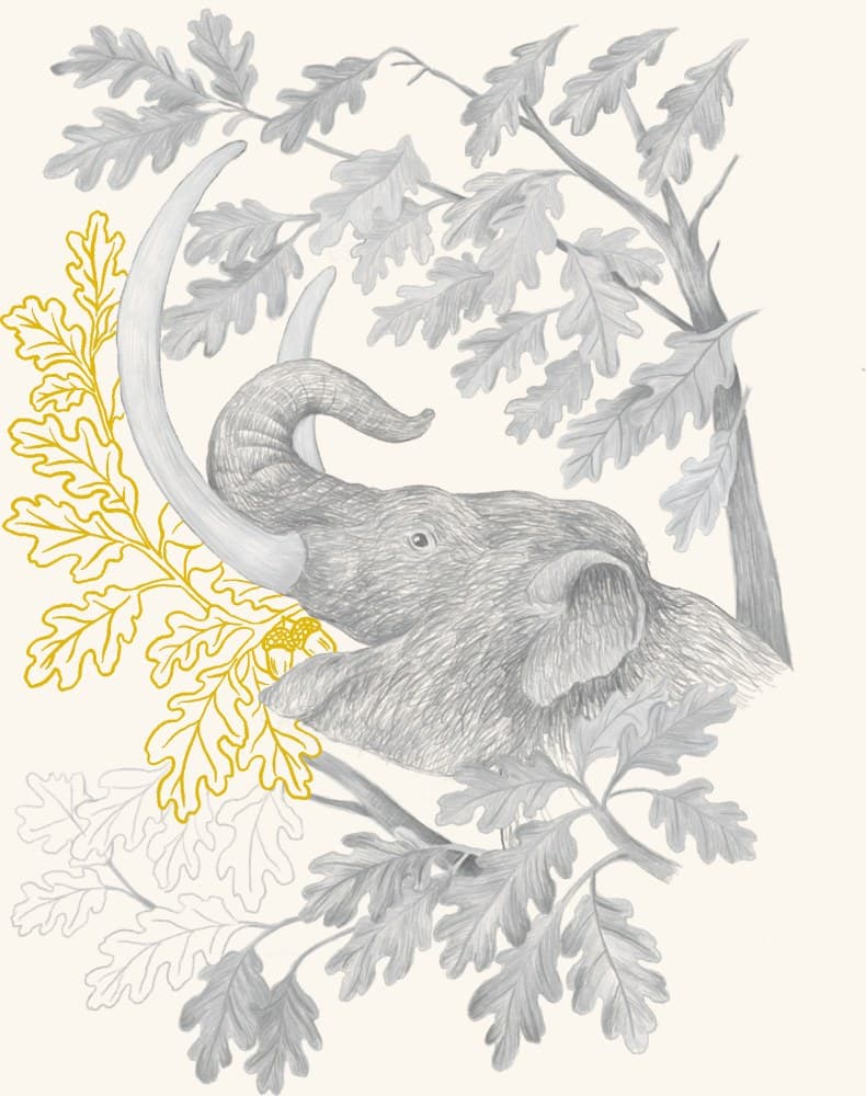 An elephant among oak foliage