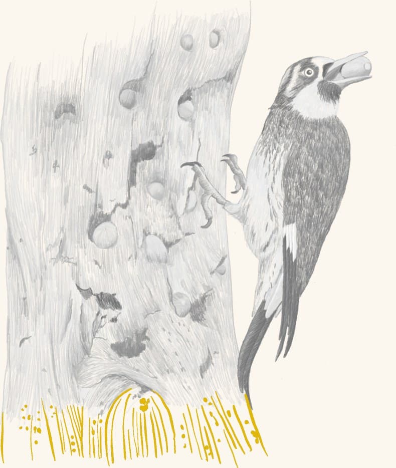 An acorn woodpecker at its granary tree