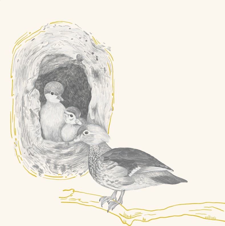 Nestlings in a tree-cavity nest