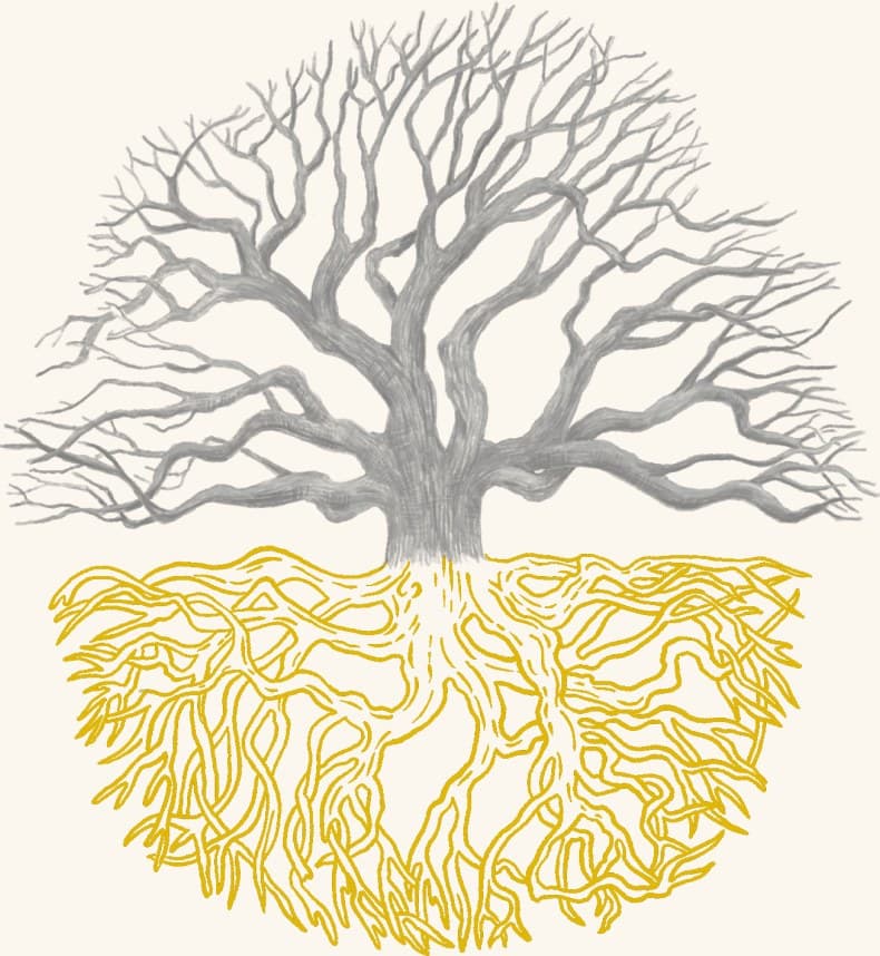 An oak tree shown with its full root system