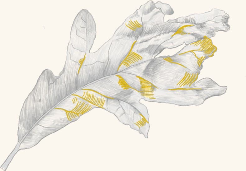 A study of oak leaves and galls