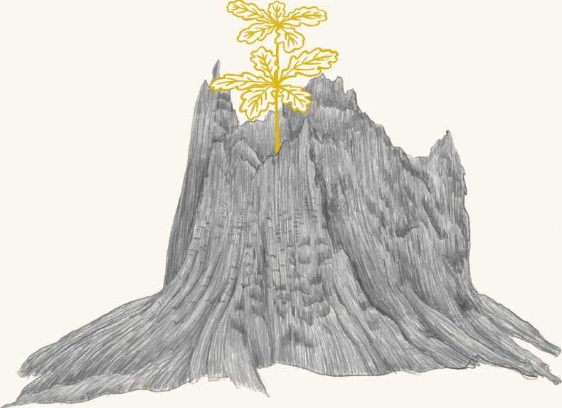A tree stump with a new oak seedling