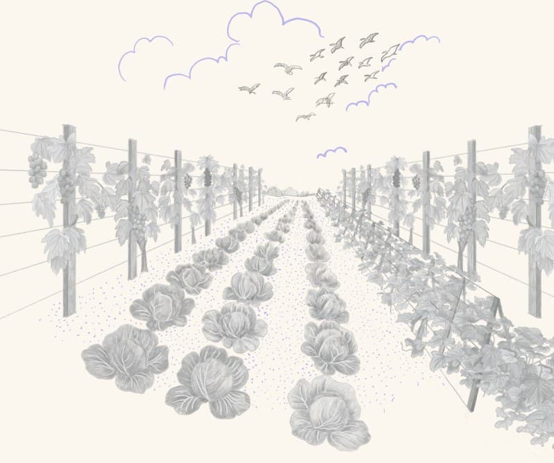 A hillside vineyard planted in rows