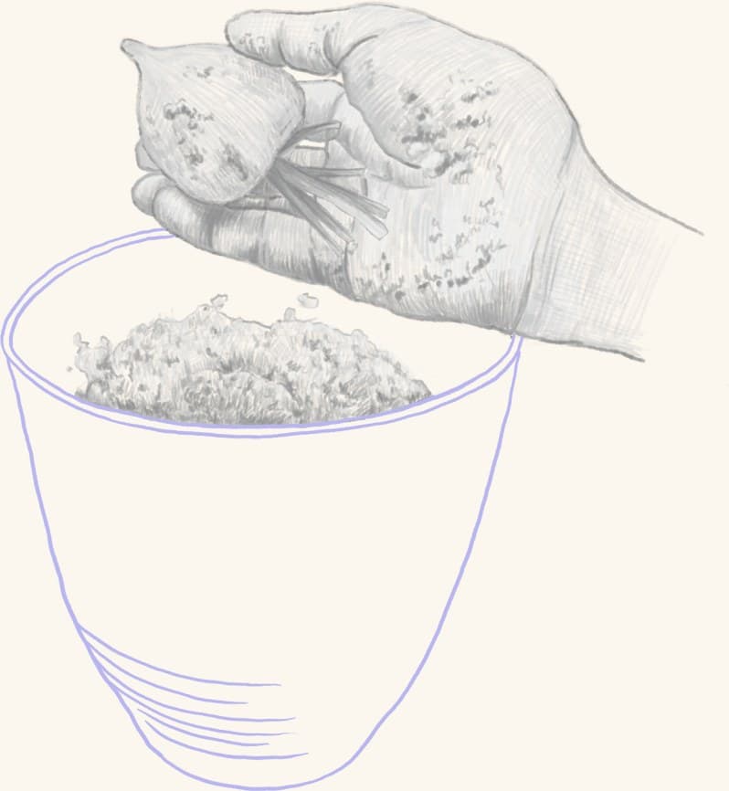 A hand pressing fermented rice into a pail