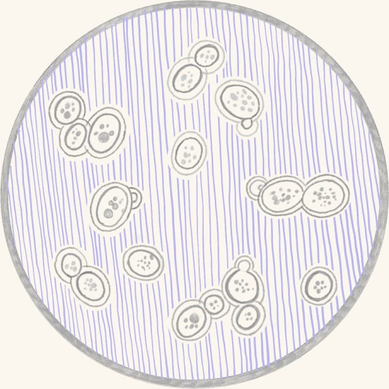 A petri dish of bacterial colonies