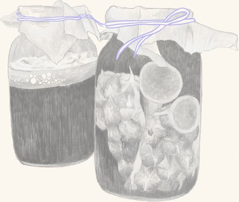 Two jars of fermenting fruit and kombucha