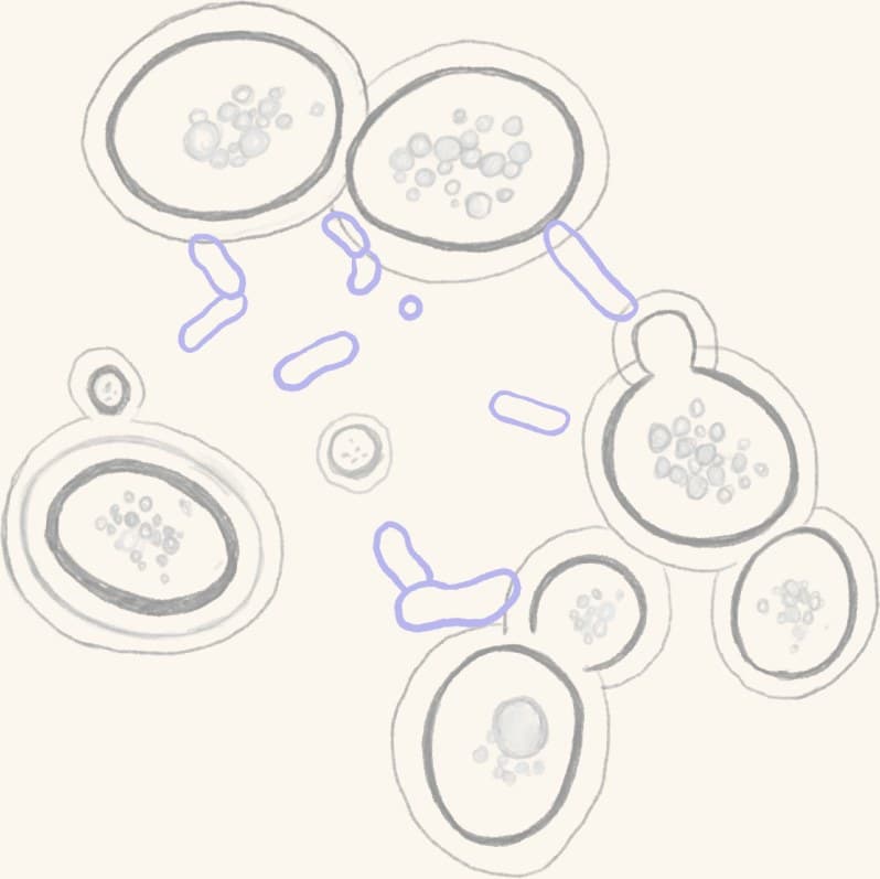 An illustration of yeast and bacteria cells